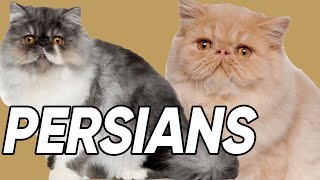 6 Spectacular Facts About Persian Cats [upl. by Justis]