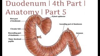 Duodenum  4th Part  Anatomy  Part 5 [upl. by Egarton242]