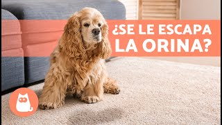 Cómo TRATAR la INCONTINENCIA URINARIA en PERROS 🐶💦 7 Tratamientos Naturales [upl. by Aimek]