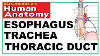 Chp 20  Esophagus  Trachea  Thoracic Duct  Thorax  Dr Asif Lectures [upl. by Ecirtal]