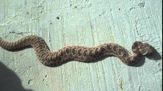 Giant RattleSnake found in Montana Run [upl. by Bram]