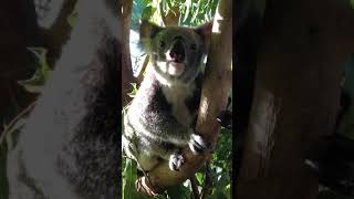 koala sounding like a pig [upl. by Husch]