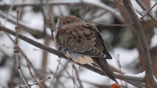 Tourterelle triste sous la neige [upl. by Eecyac922]