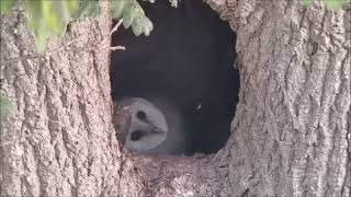 Barn Owl Warblington Hampshire  at nest hole [upl. by Goldshell990]