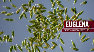 Euglena  part plant part animal  by Motic Europe [upl. by Einnhoj]