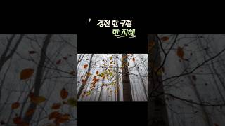 매일경전한구절 723 한등불 천년 어둠 지혜 만년 어리석음 육조단경 부처님말씀 Daily Buddha Quotes 평화기원 [upl. by Nnylsor]