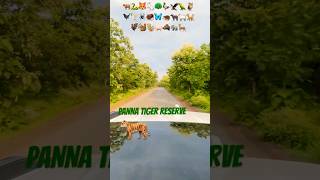 PANNA Tiger Reserve nationalforest jungle tiger mptourism nature indianforest india natural [upl. by Edee]