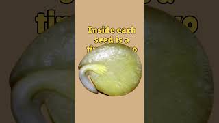 Discover the Secrets of Seed Embryo Growth science nature facts [upl. by Aisorbma]