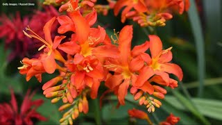 Crocosmia the colorful perennial with diabolical names  Gardening with Ciscoe [upl. by Atteselrahc]