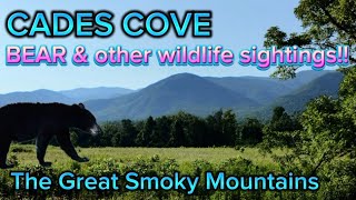 CADES COVE Drive with BEAR Sighting amp Other Wildlife smokies bears [upl. by Sauveur]