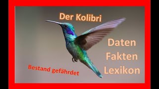 Der Kolibri [upl. by Eldin928]