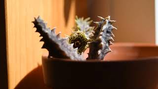 How I take care of succulent Huernia thuretii [upl. by Sekoorb]