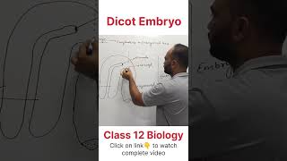 Dicot Embryo  Class 12 Biology dhimansbiology biologyclass12 embryo [upl. by Leumas]