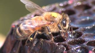 Bee Hunting Finding a Wild Colony of Honey Bees [upl. by Moscow]