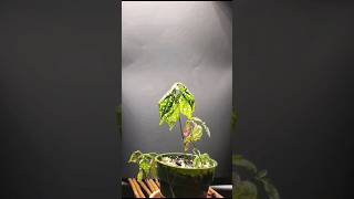 Polka Dot Plant Wilting and Recovery Timelapse plants shorts timelapse [upl. by Coppins]