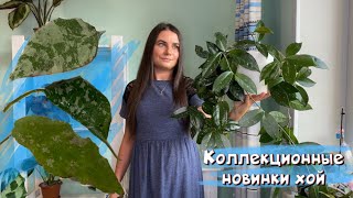 Эксклюзивные новинки хой коллекционные сорта Undulata caudata imbricata [upl. by Vange]