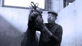 Eduquer son cheval  mettre un filet pour la 1ère fois [upl. by Ernie]