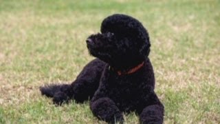 President Obamas new puppy unveiled in White House video [upl. by Ecnarepmet]