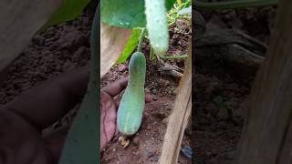 From Flower to Fruit Development farming cucumberfarming farming fruit [upl. by Eidas]