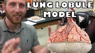 Lung Lobule Model with subtitles  Ohio University  Anatomy amp Physiology [upl. by Aisayn247]