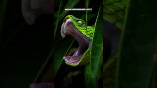 Bush Viper 🙀 Snake 🐍 youtubeshorts shorts nature wildlife animals trending [upl. by Gamal]