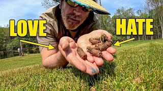 Lawn Core Aeration Tips and How to [upl. by Lusa542]