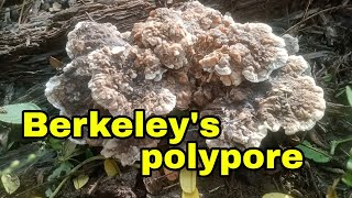 Berkeleys polypore fungi [upl. by Paugh]