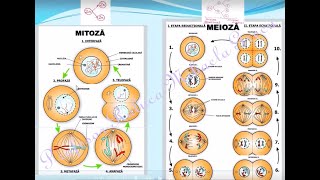 DIVIZIUNEA CELULARA  MITOZA MEIOZA  Lectii de biiologie clasa a IXa [upl. by Flavius]