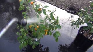 How to control Citrus White Fly Problem [upl. by Mcgee]