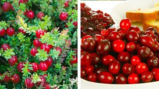 How to Plant Cranberries Easy Fruit Growing Guide [upl. by Lukas]