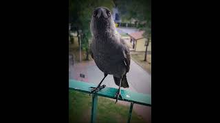 kawkakawczedziecko Franiojackdaw ptakizparapetu warmia [upl. by Galitea]