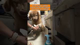 EVITE MEXER NO SEU CÃO QUANDO ELE ESTIVER ASSIM adestramento pets cachorro memes cachorros [upl. by Calabrese]