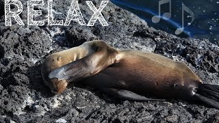 60 Min relaxing music snoezelen stress relief Entspannungsmusik [upl. by Marci]