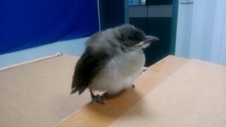 白頭翁小幼鳥回到媽媽的身邊全記錄Record of the young Lightvented Bulbul returning to her mom [upl. by Nightingale]