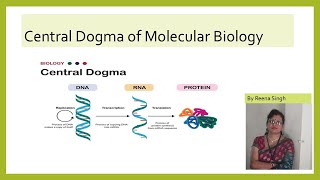 Central Dogma of Molecular biology II NEET II Class12shorts Youtube shorts [upl. by Mcleod]