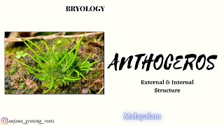 Anthoceros  Malayalam  External amp Internal Structures Of Hornwort  Anthocerotaceae [upl. by Ynohtnaleahcim]