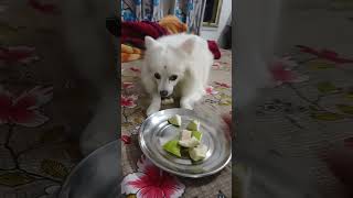 Kaoke debe na akai khabebongqueen shortvideo doglover cute pets viralshorts [upl. by Hewe]