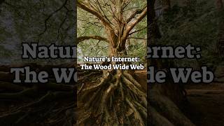 Nature’s Internet The Wood Wide Web [upl. by Mariya]