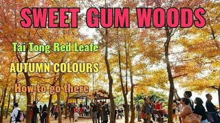 Sweet Gum Woods Tai Lam Country Park [upl. by Guendolen442]