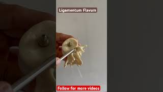 Ligamentum Flavum viral youtubeshorts anatomy viralvideos physiotherapy [upl. by Rosemary]