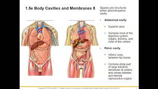 Cavities Membranes Regions amp Quadrants [upl. by Otxis]