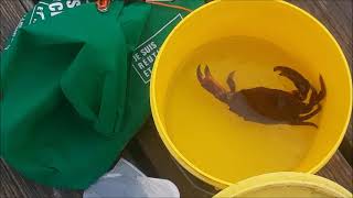 Crabbing at James Island Pier in Sydney BC [upl. by Rajiv]