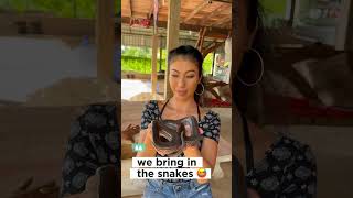 THAI BLESSING WITH SNAKES thailand shorts reptiles snakes [upl. by Naek227]