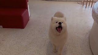 Anjing imut banget muka nya samoyed anabul [upl. by Anh397]