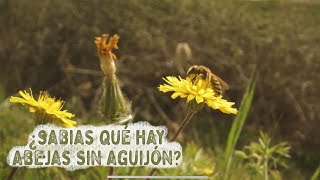 Abejas nativas sin Aguijón  Meliponicultura [upl. by Senhauser]