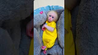 cute monkey monkeylover like love viralvideo [upl. by Ader]