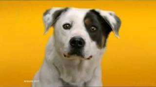 Pedigree Dentastix  Advert [upl. by Jarlathus]