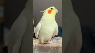 The Sweetest Serenade Innocent Cookie  A Heartwarming Cockatiel Song 😍 cockatielscraze [upl. by Cutler]