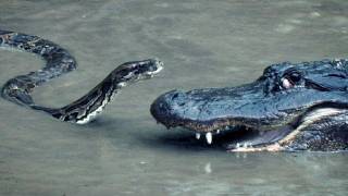 Python vs Alligator 16  Real Fight  Python attacks Alligator [upl. by Zohar707]