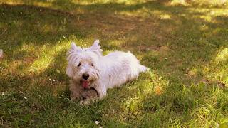 West Highland White Terrier Westie Bobby Berry picker [upl. by Navek571]